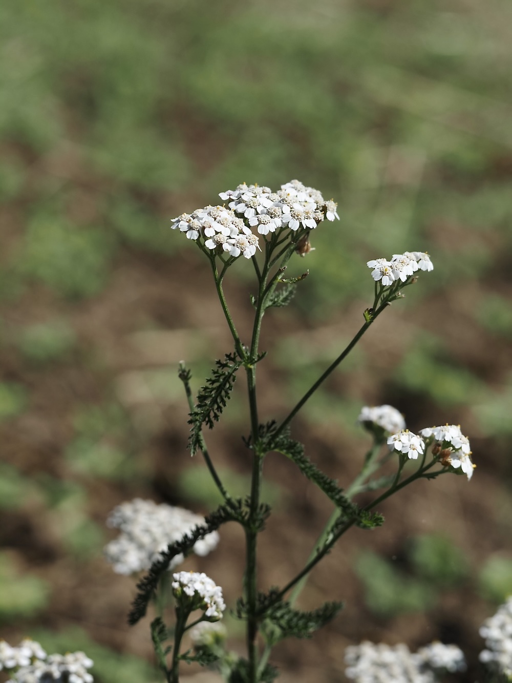 Foto Schafgarbe 1