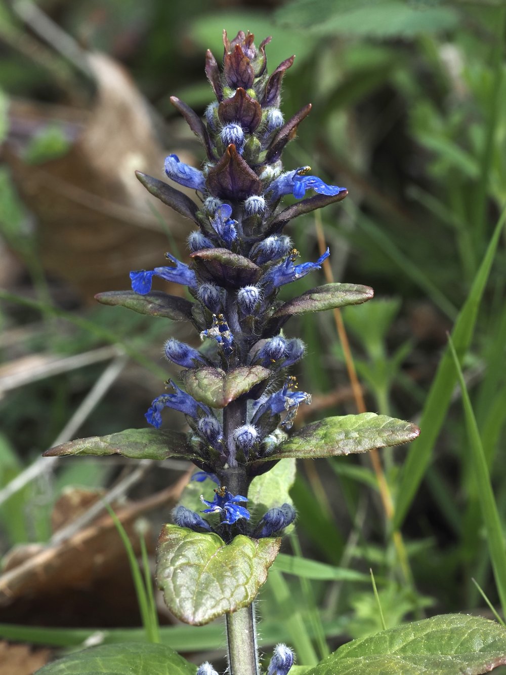 Foto Kriechender Günsel 1