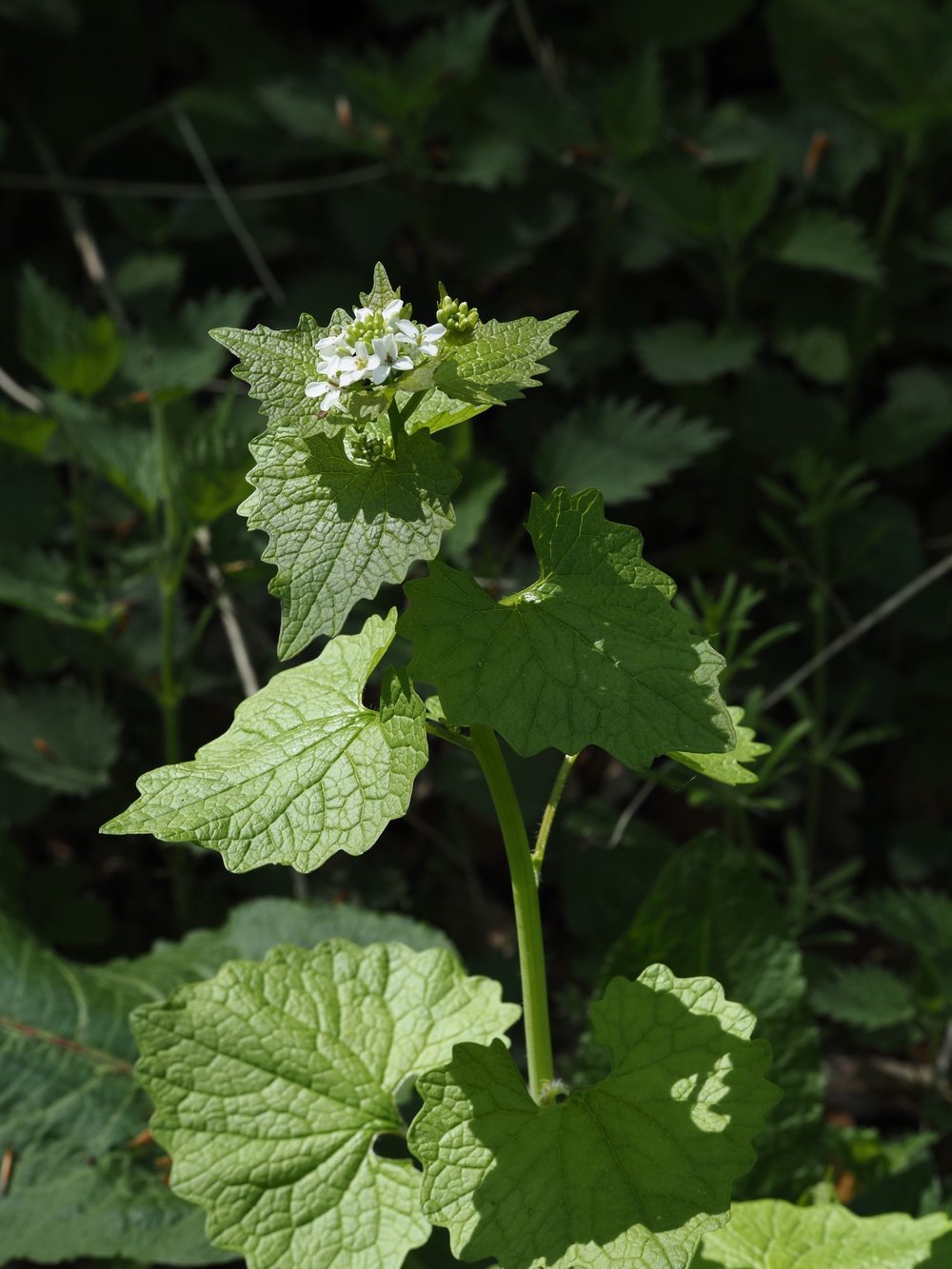 Foto Knoblauchsrauke 1