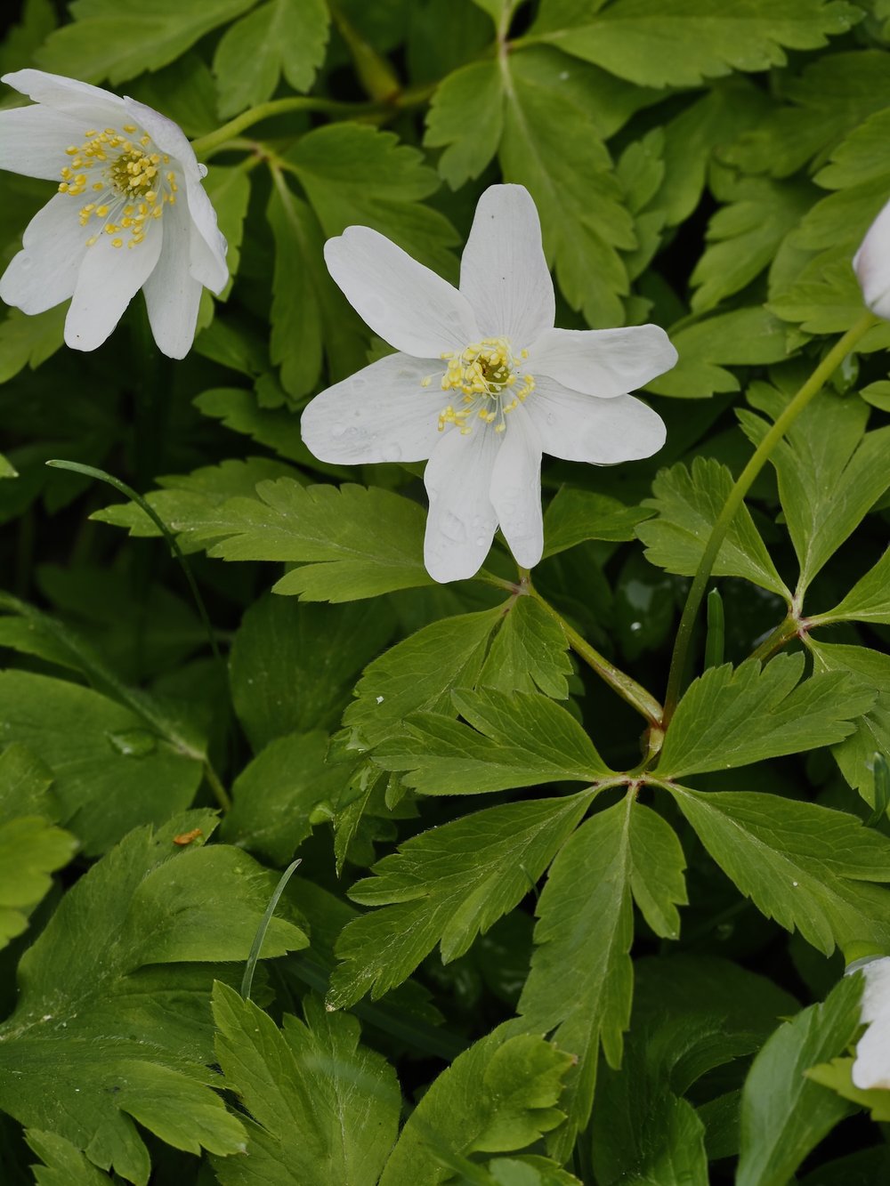 Foto Buschwindröschen 1