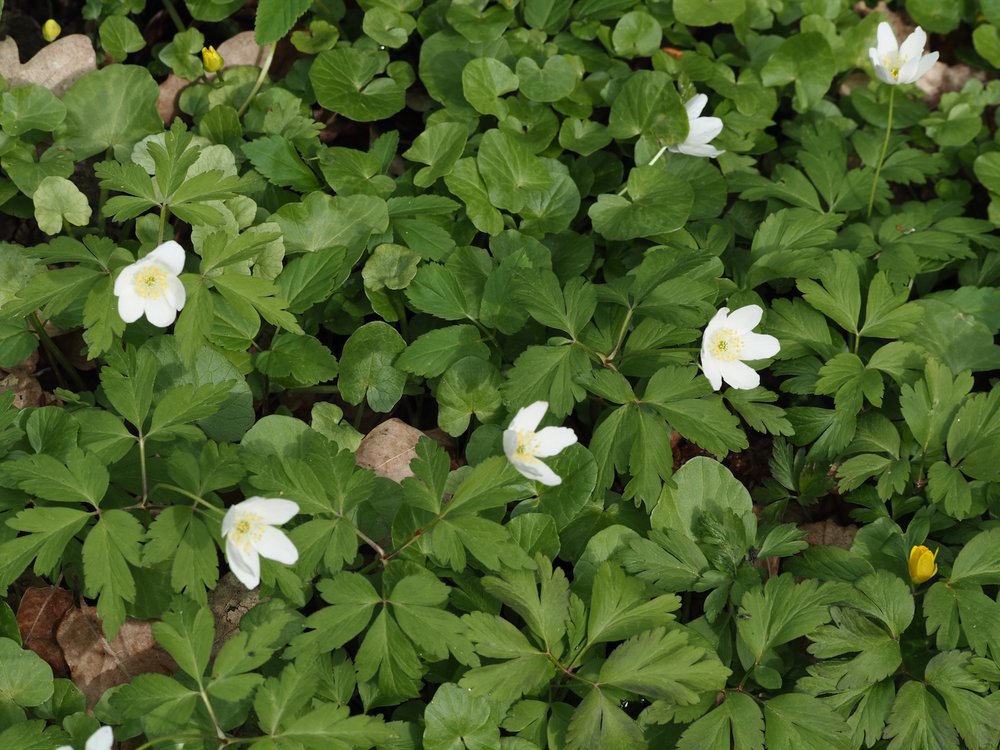 Foto Buschwindröschen 2