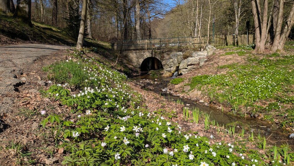 Foto Buschwindröschen 3