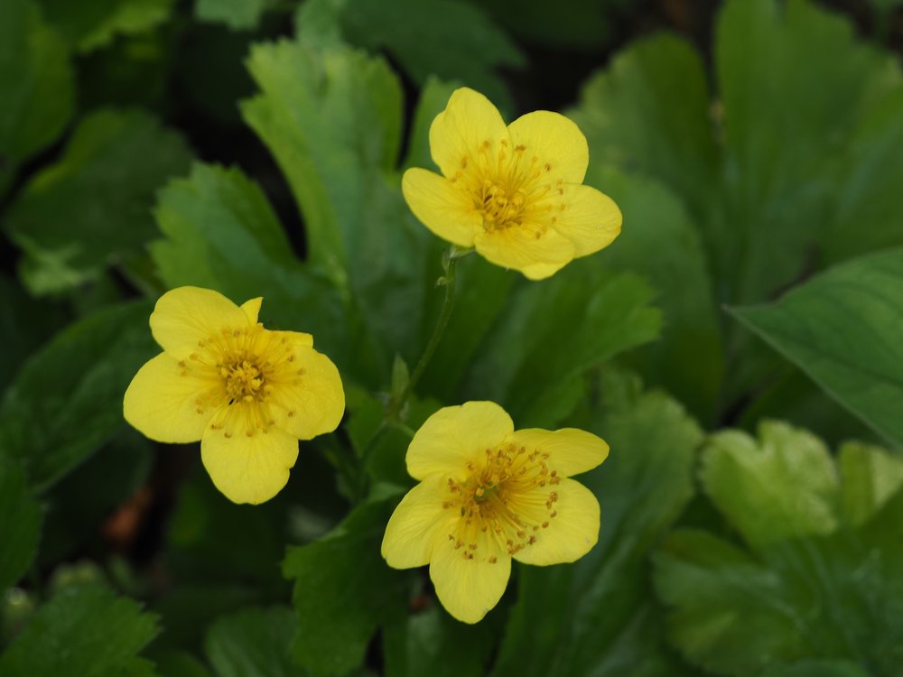 Foto Gelbes Windröschen 1