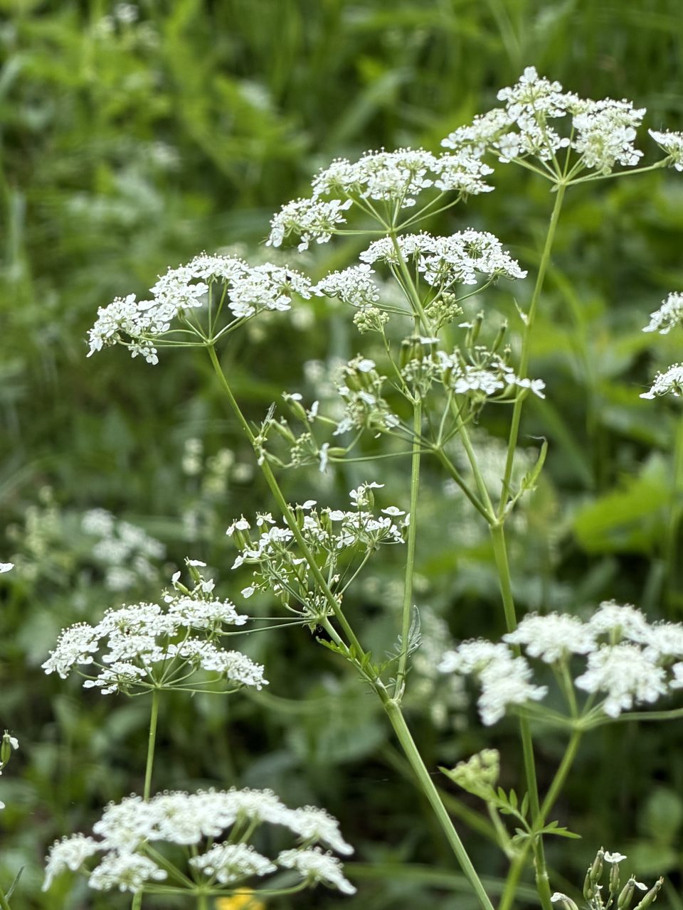 Foto Wiesen-Kerbel 1
