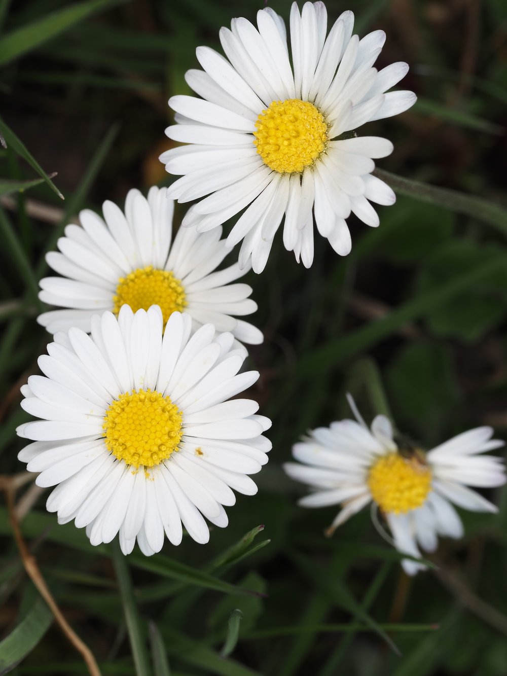 Foto Gänseblümchen 1