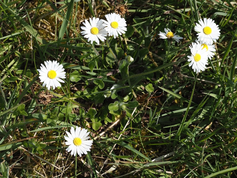Foto Gänseblümchen 2