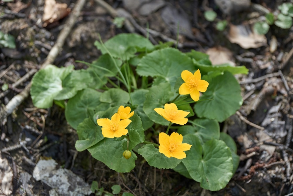Foto Sumpfdotterblume 1
