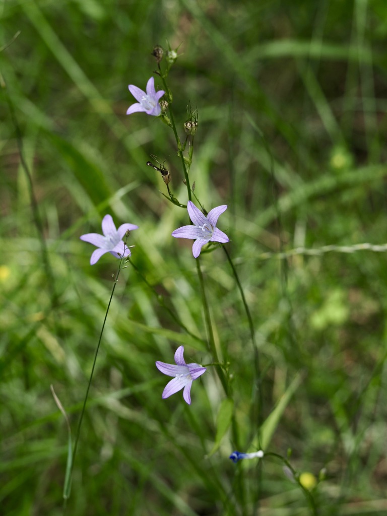 Foto Rapunzel-Glockenblume 1