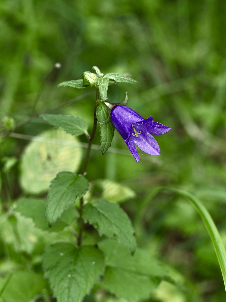 Foto Nesselblättrige Glockenblume 1