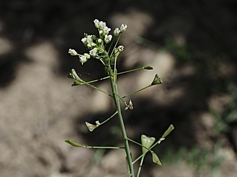 Foto Hirtentäschel 1