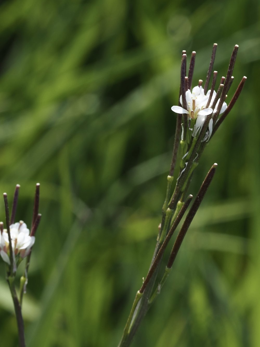 Foto Viermänniges Schaumkraut 1