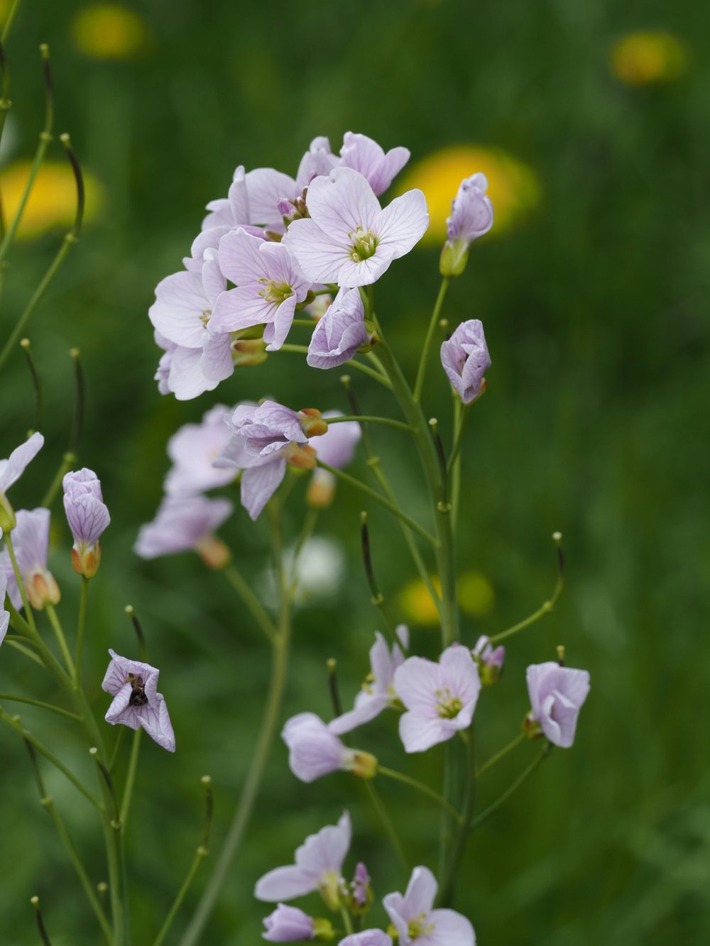 Foto Wiesen-Schaumkraut 1