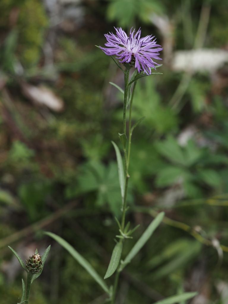 Foto Wiesen-Flockenblume 1