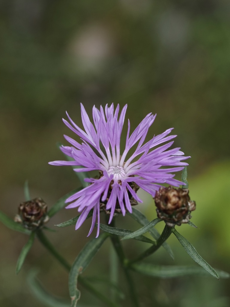 Foto Wiesen-Flockenblume 2