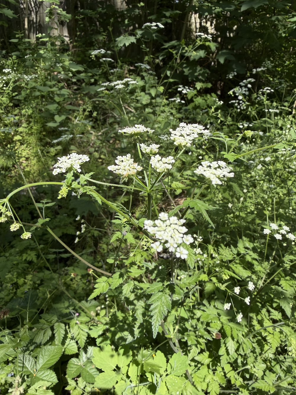 Foto Zierlicher Kälberkropf 1