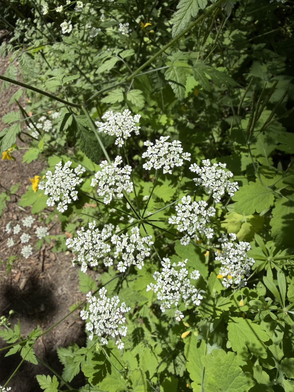 Foto Zierlicher Kälberkropf 2