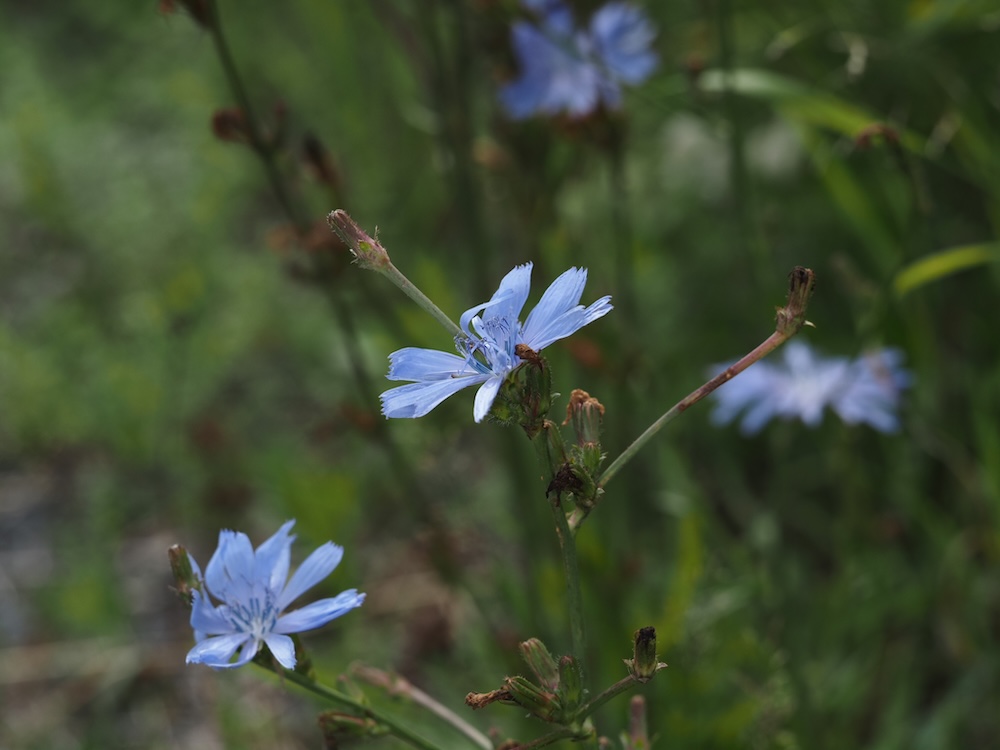 Foto Gewöhnliche Wegwarte 1