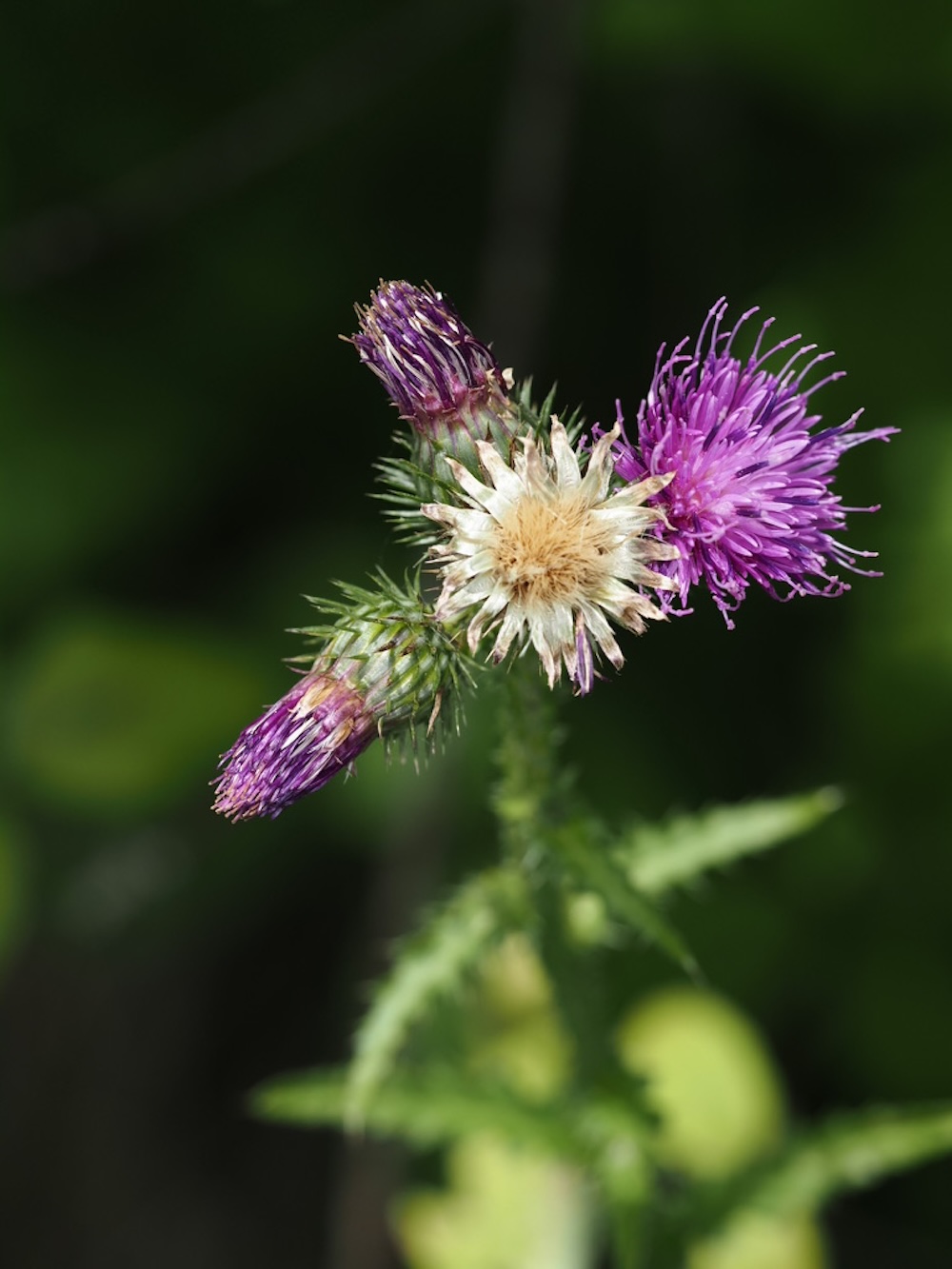 Foto Acker-Kratzdistel 1