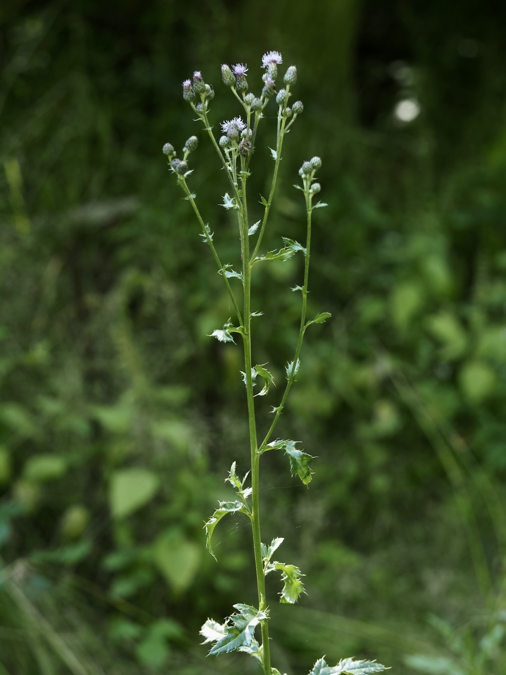Foto Acker-Kratzdistel 2