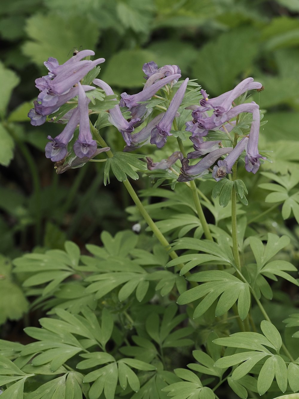 Foto Gefingerter Lerchensporn 1