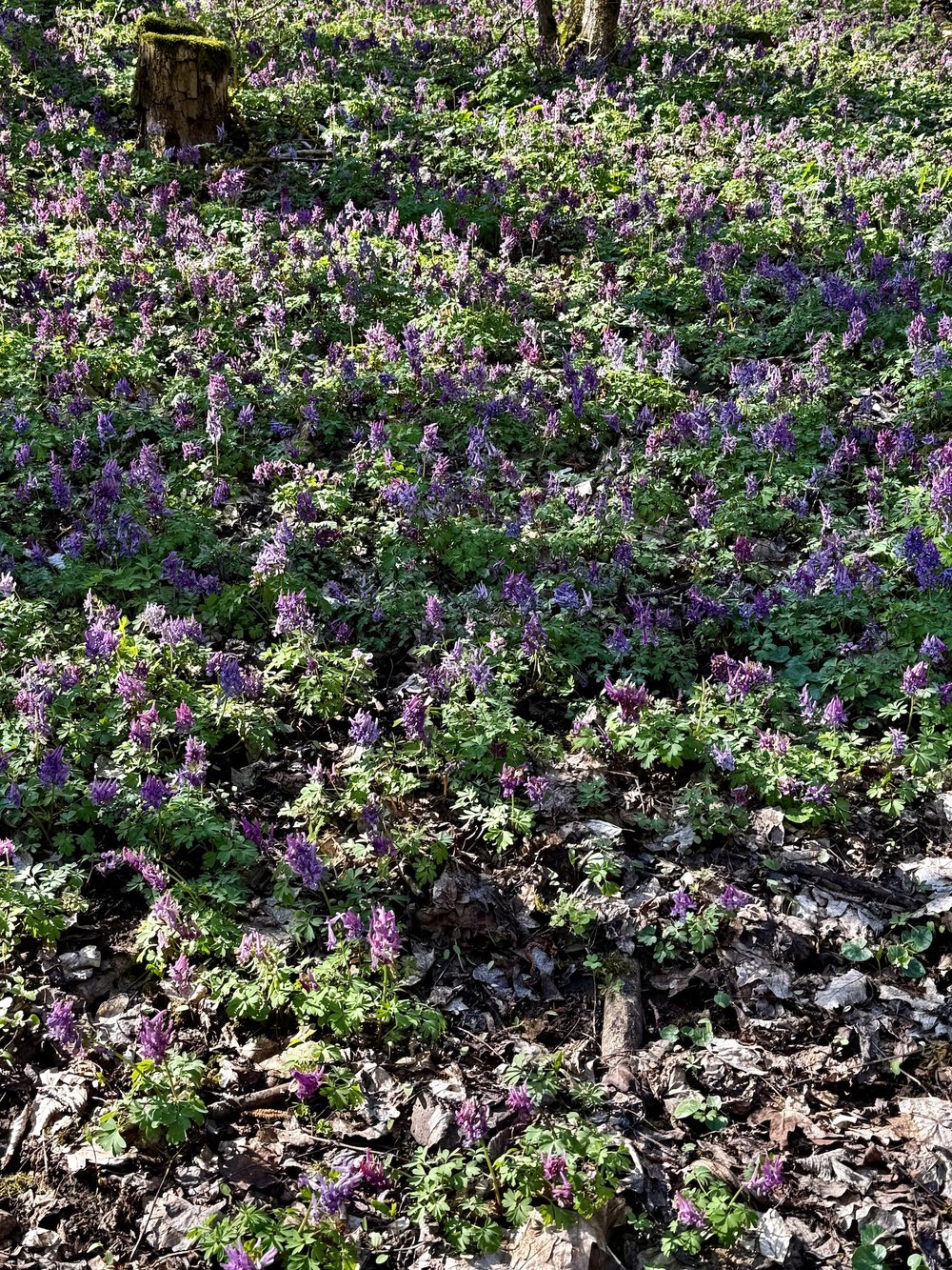 Foto Gefingerter Lerchensporn 2