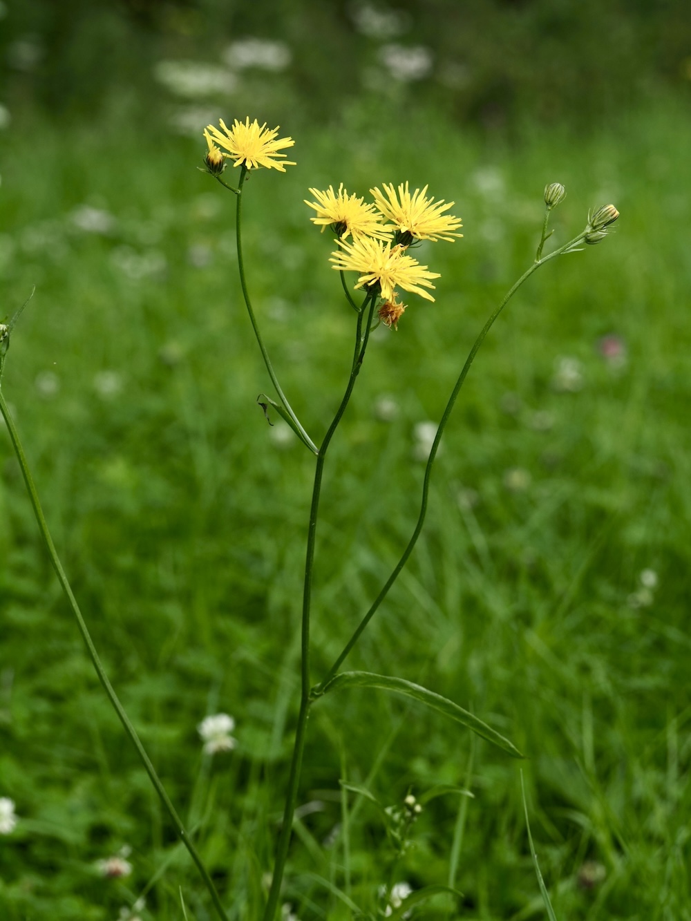 Foto Wiesen-Pippau 1