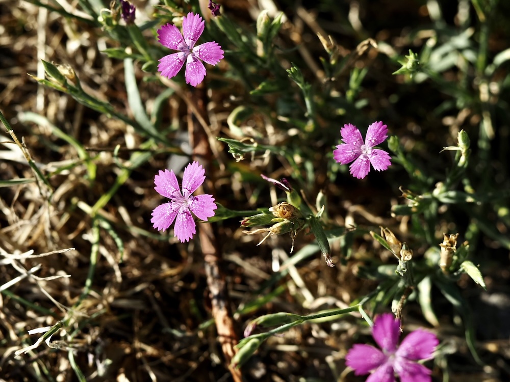 Foto Heide-Nelke 1