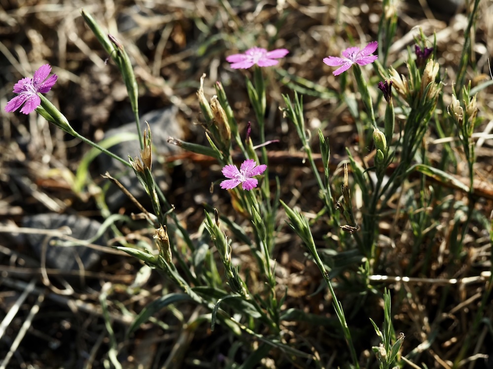 Foto Heide-Nelke 2