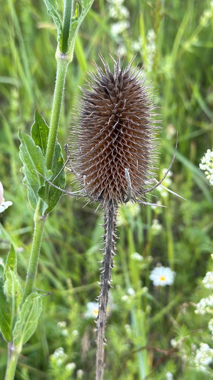Foto Wilde Karde 1