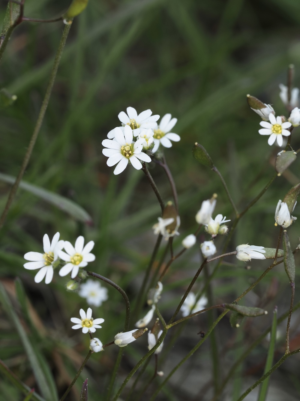Foto Frühlings-Hungerblümchen 1