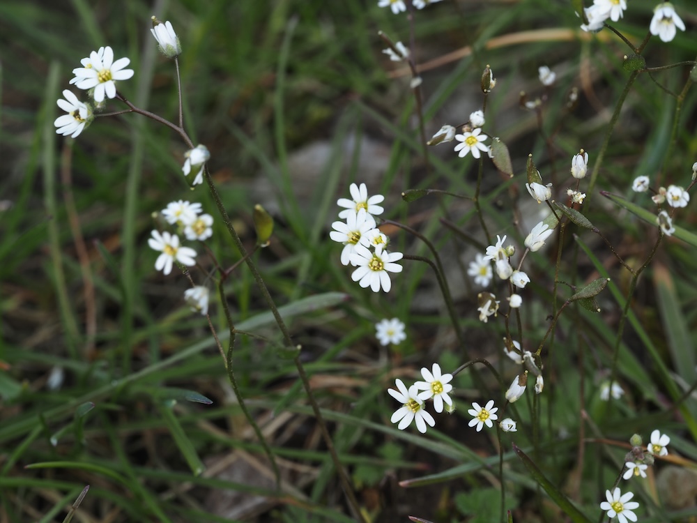 Foto Frühlings-Hungerblümchen 2
