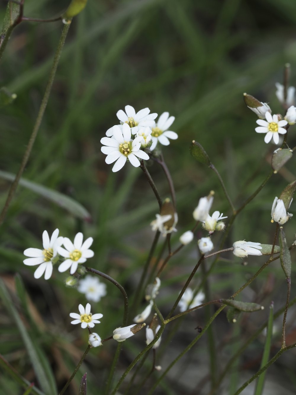 Foto Frühlings-Hungerblümchen 1