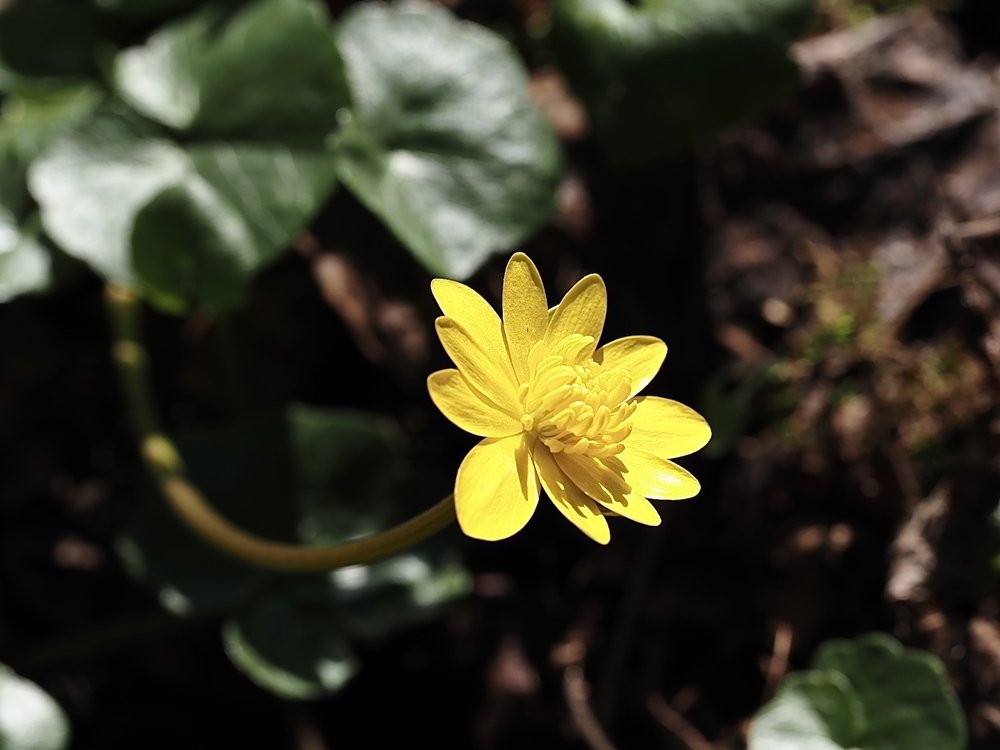 Foto Scharbockskraut 1