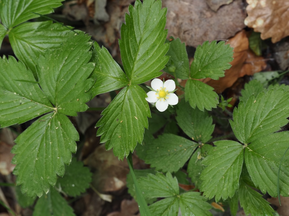 Foto Wald-Erdbeere 1