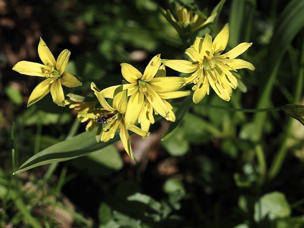 Foto Wald-Gelbstern 1