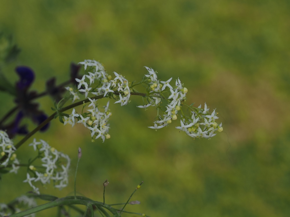 Foto Weißes Labkraut 1
