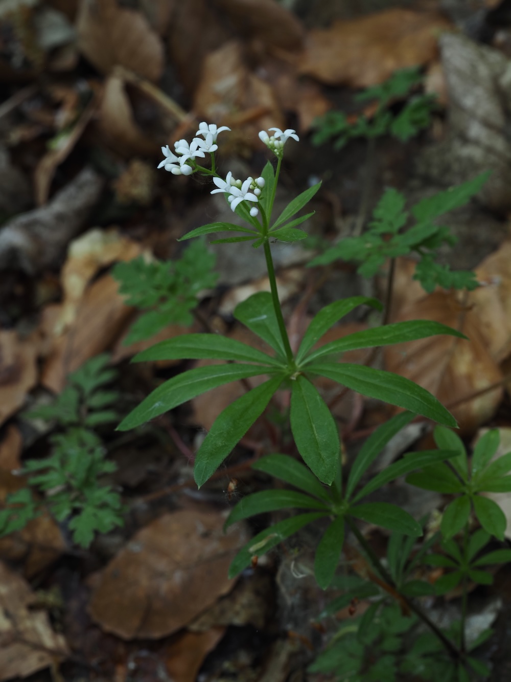 Foto Waldmeister 1