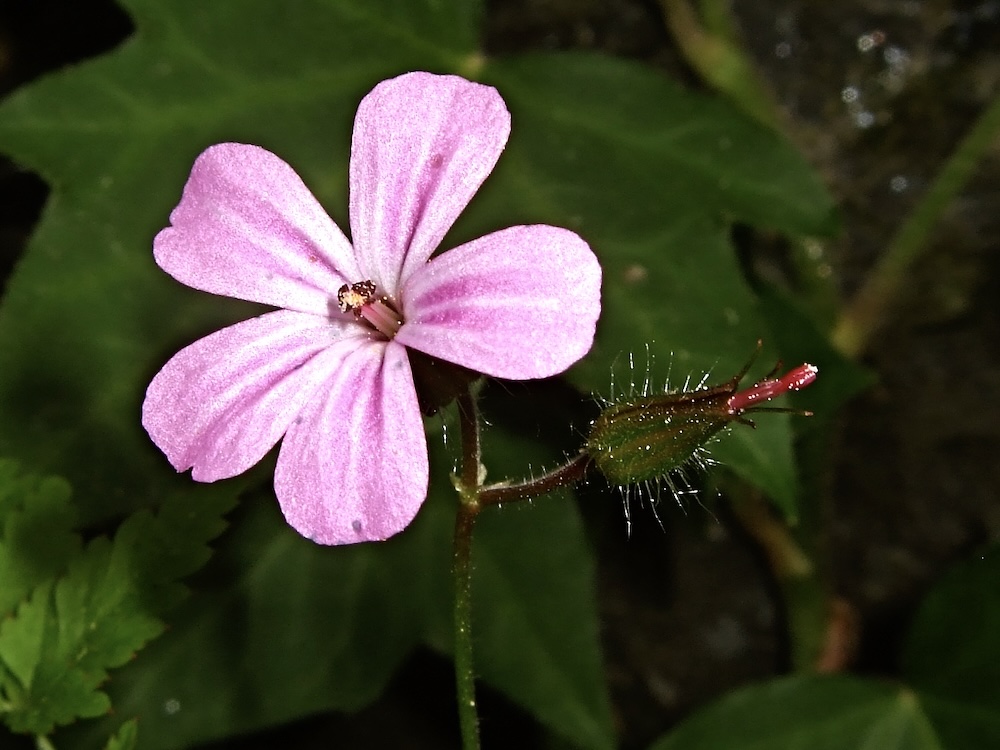 Foto Ruprechtskraut 2