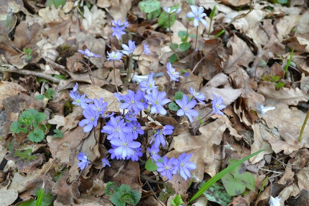 Leberblümchen