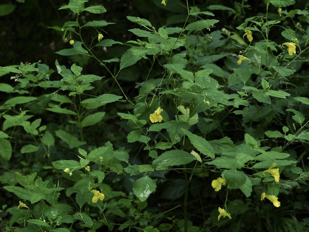 Foto Großes Springkraut 2