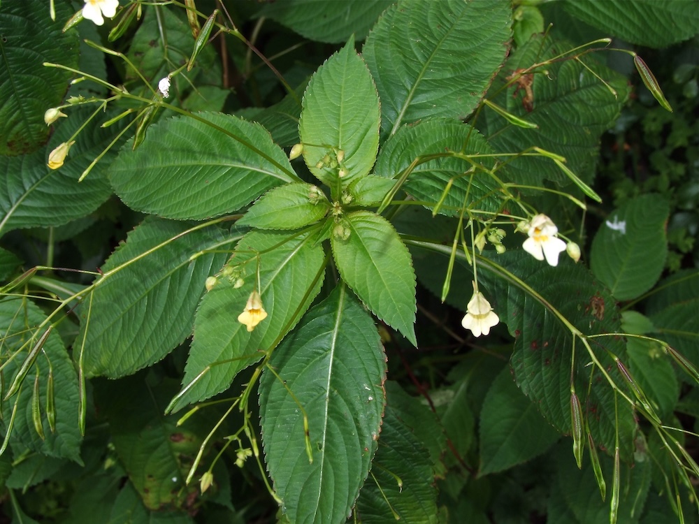 Foto Kleinblütiges Springkraut 2