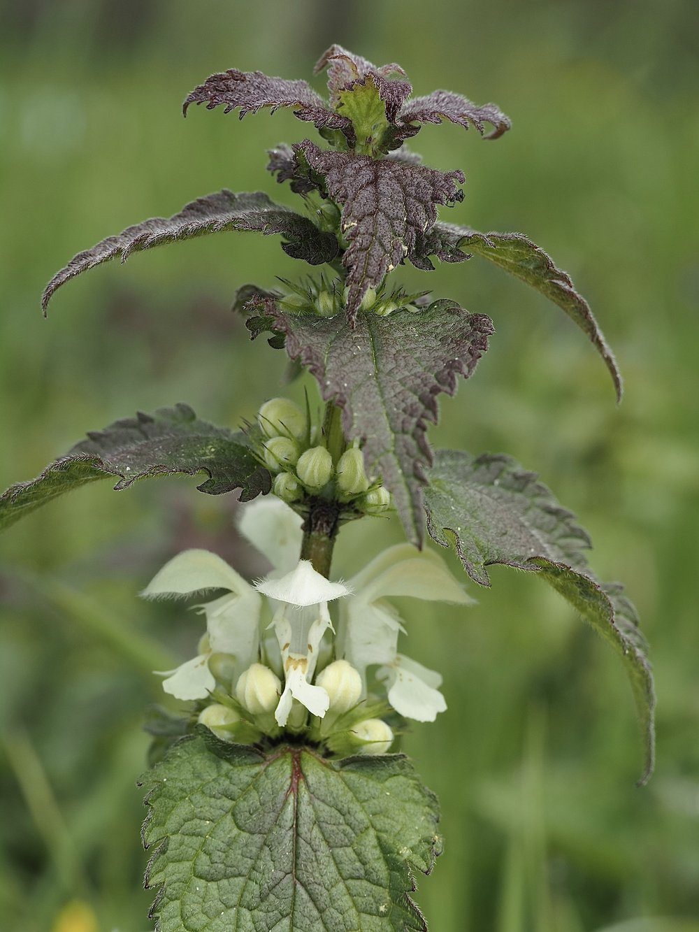 Foto Weiße Taubnessel 1