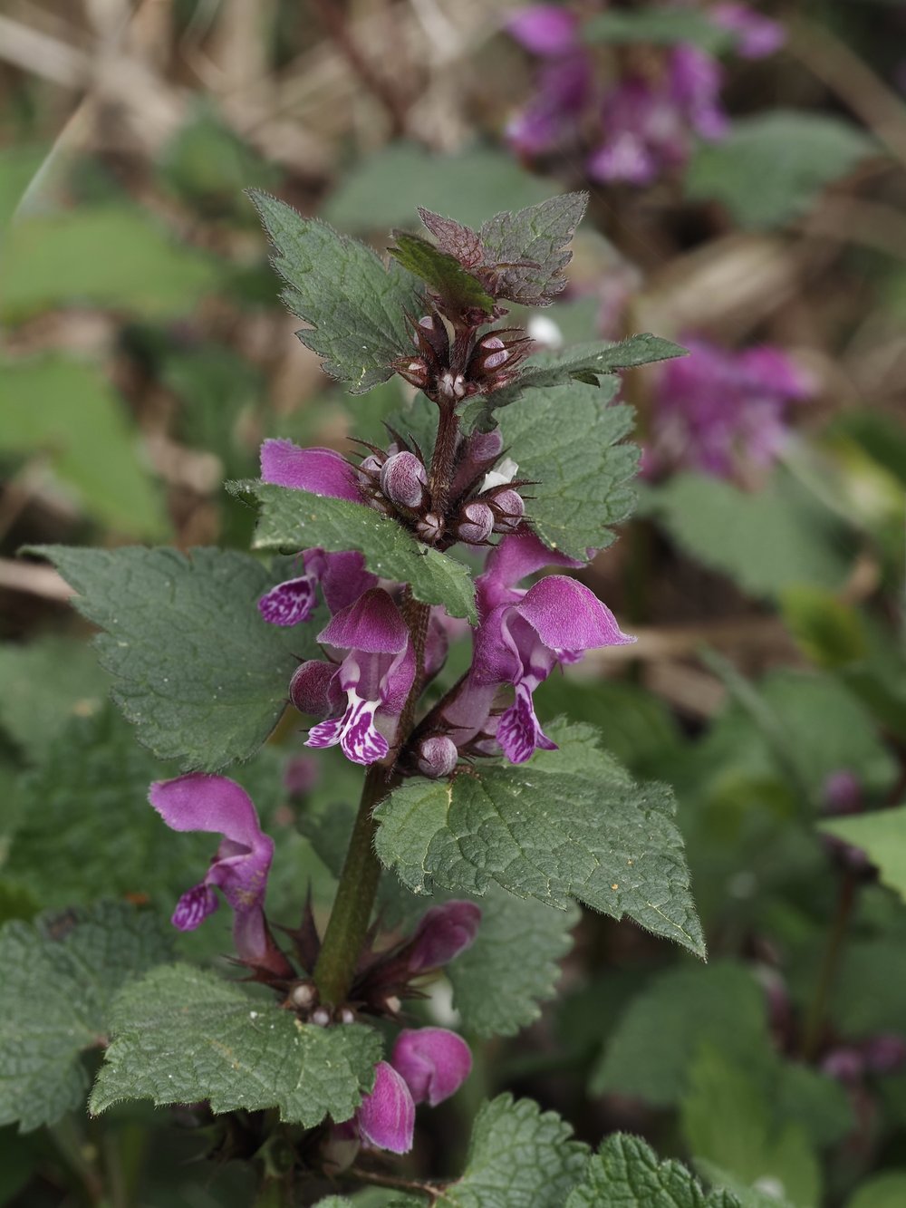 Foto Rote Taubnessel 1