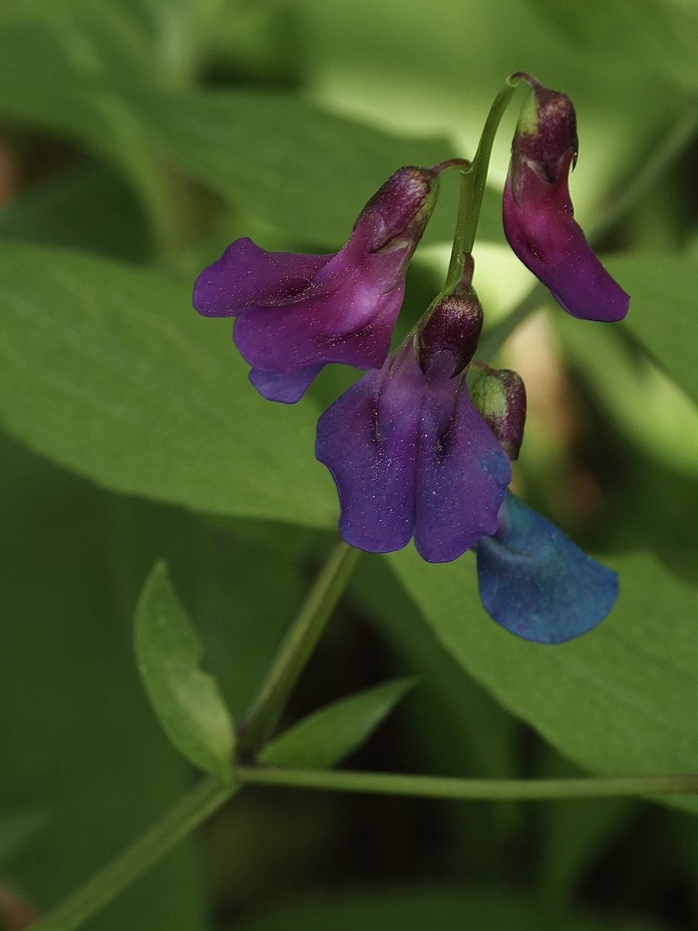Foto Frühlings-Platterbse 1
