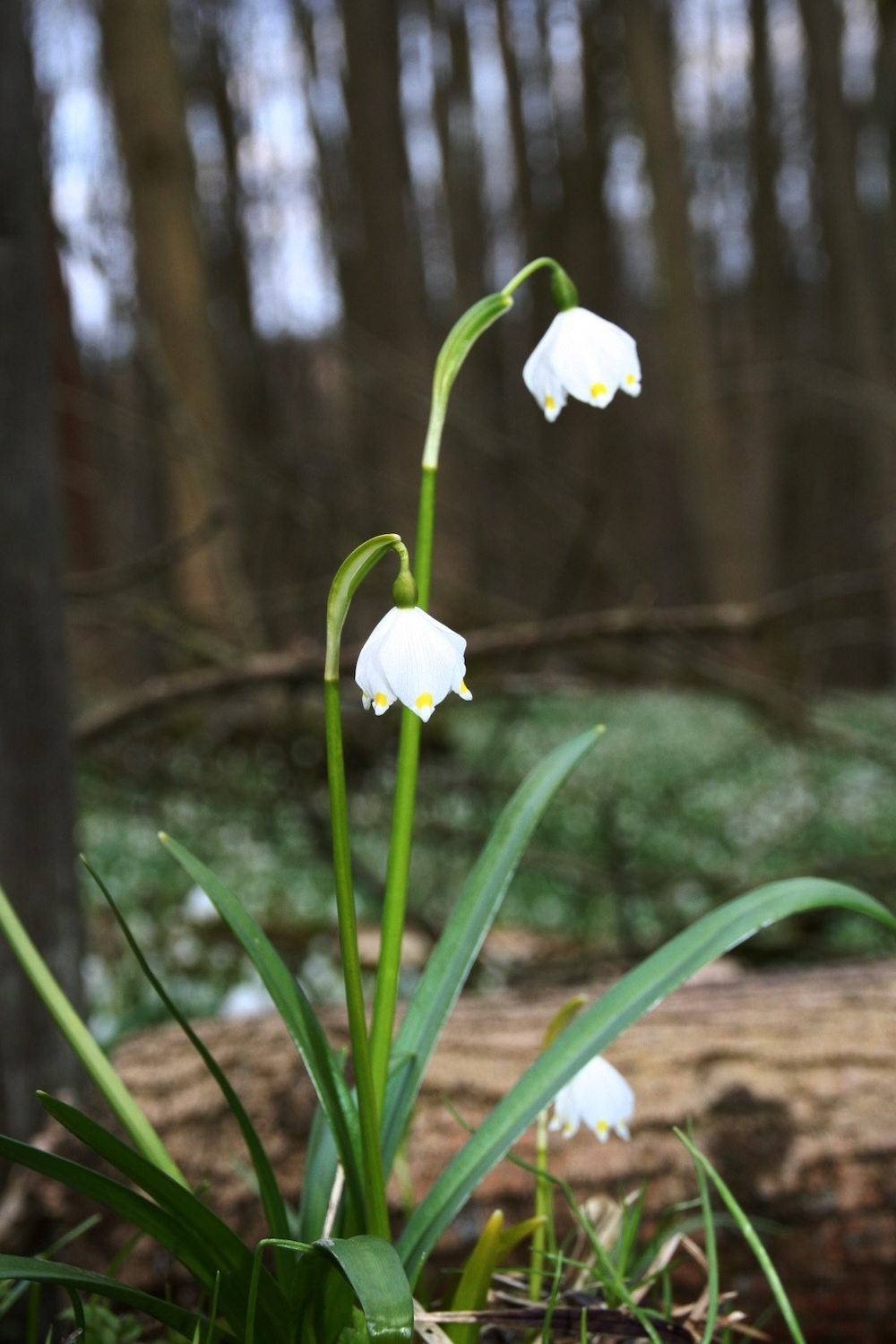 Foto Märzbecher 2