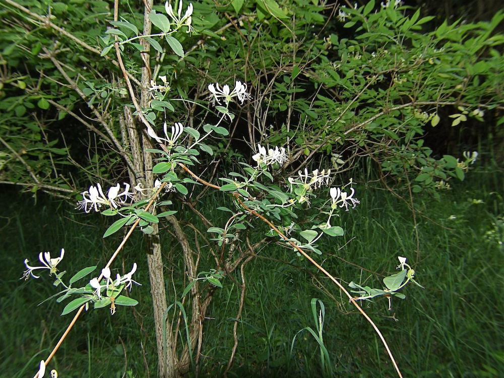 Foto Wald-Geißblatt 1