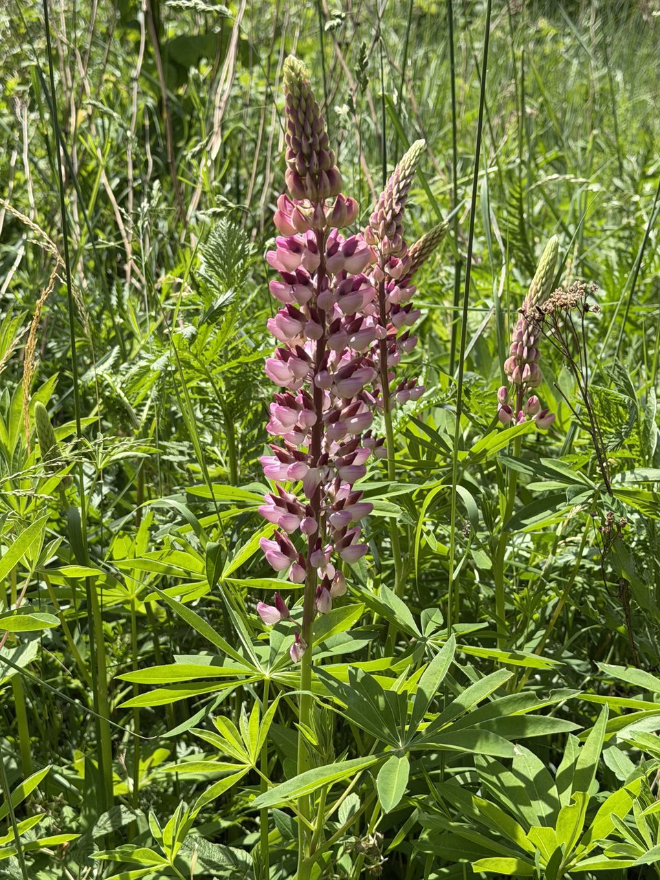 Foto Vielblättrige Lupine 1