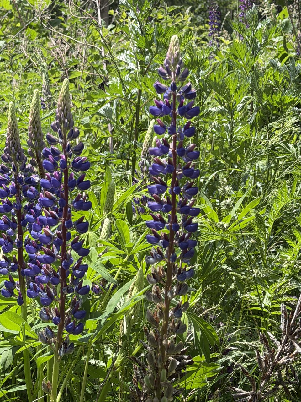 Foto Vielblättrige Lupine 2