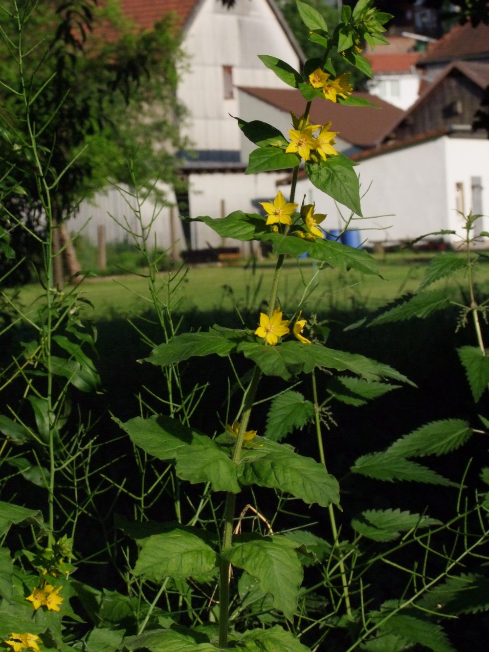 Foto Gemeiner Gilbweiderich 1