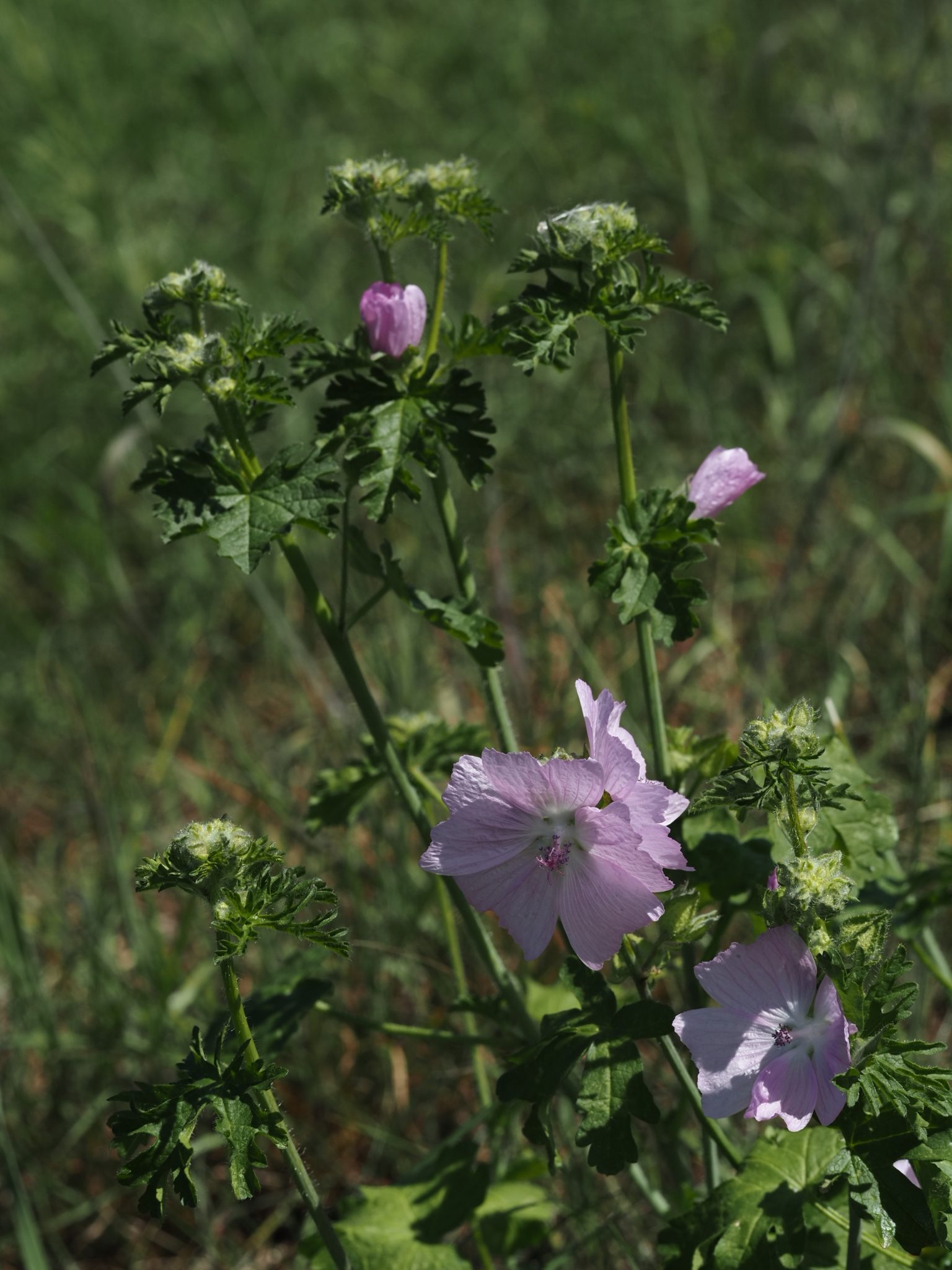 Foto Moschus-Malve 1